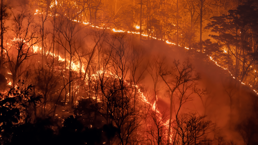 incendie feu de foret